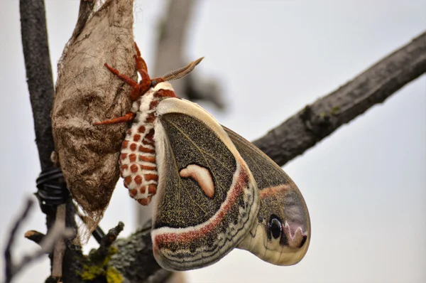 Un papillon dans le jardin — Photo