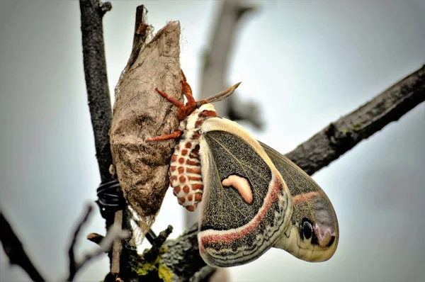 Un papillon dans le jardin — Photo