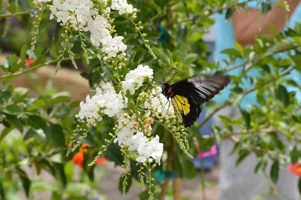 Schmetterling im Garten — Stockfoto