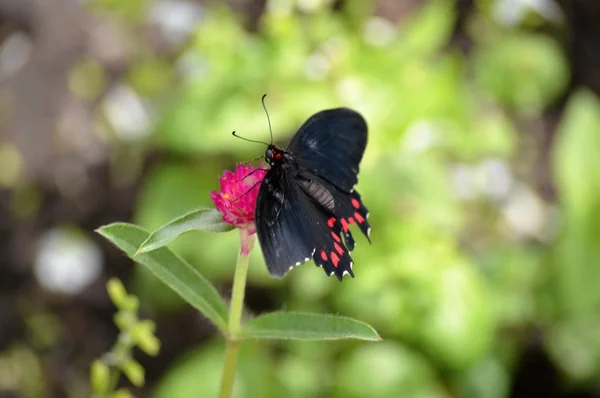 Schmetterling im Garten — Stockfoto