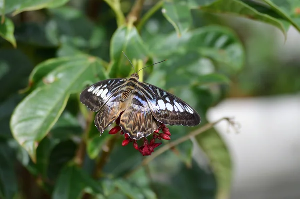 Pillangó a kertben — Stock Fotó