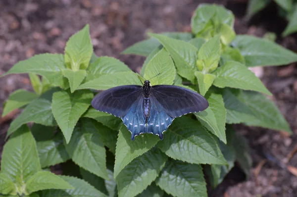 Butterfly in the Garden — Stock Photo, Image