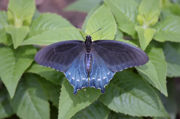 Butterfly in the Garden — Stock Photo, Image