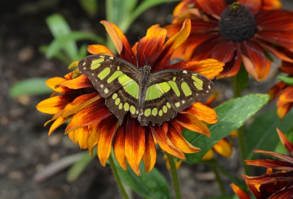 Papillon dans le jardin — Photo