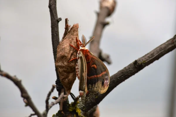 Uma mariposa marrom — Fotografia de Stock