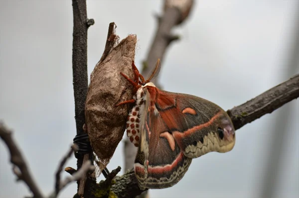 Uma mariposa marrom — Fotografia de Stock