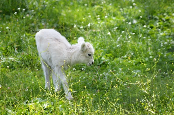 Dall schaap lam — Stockfoto