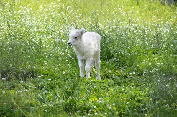 Πρόβατα Dall αρνί — Φωτογραφία Αρχείου