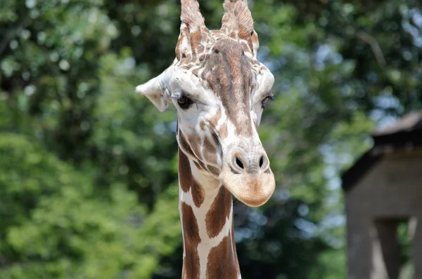 Uma girafa adulta — Fotografia de Stock