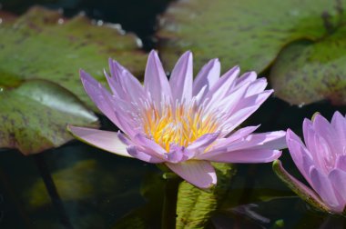 Nilüferler gölette