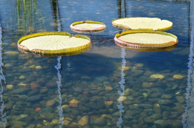 Lily Pad gölet üzerinde