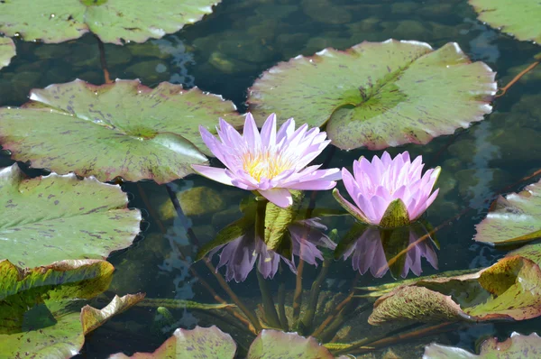 Vatten lilja på dammen — Stockfoto