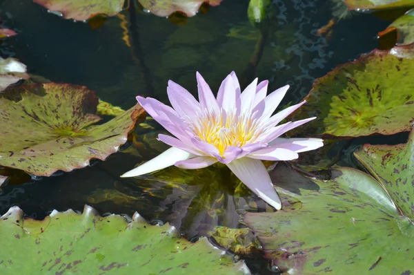 池塘上的睡莲 — 图库照片