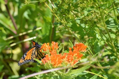 Süt kardeş hükümdar 