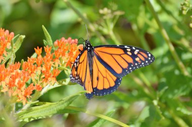 Süt kardeş hükümdar