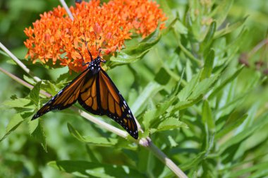 Süt kardeş hükümdar