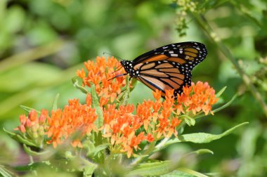 Süt kardeş hükümdar