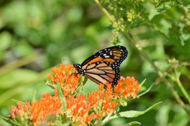Süt kardeş hükümdar