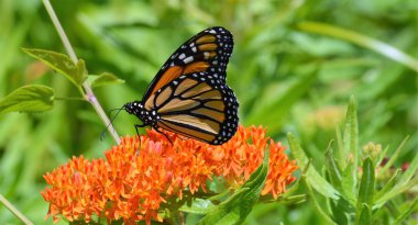 Süt kardeş hükümdar