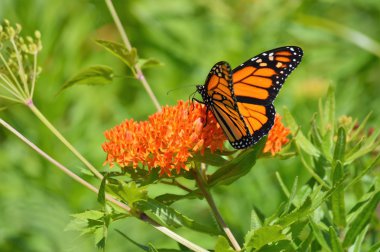 Süt kardeş hükümdar