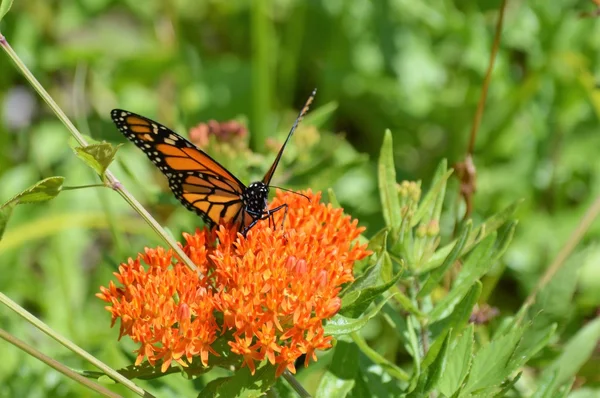 Monarca su Milkweed — Foto Stock