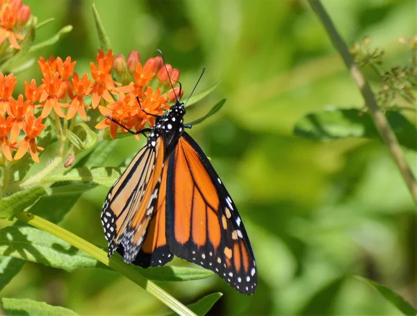 Monarca su Milkweed — Foto Stock