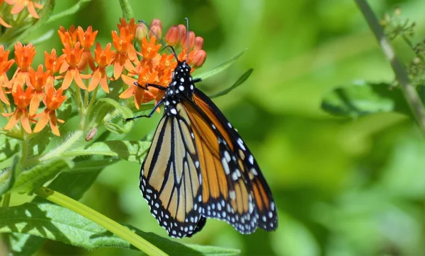 Monarch on Milkweed — Stock Photo, Image