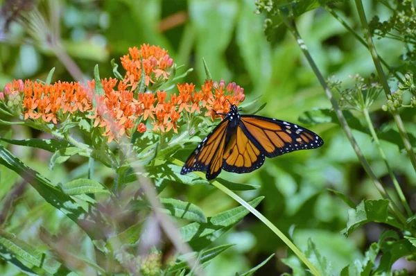 Monarca su Milkweed — Foto Stock