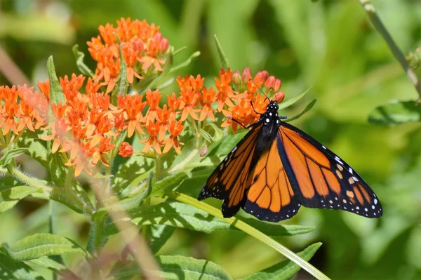 Monarca su Milkweed — Foto Stock