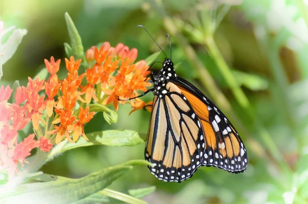 Monarca su Milkweed — Foto Stock