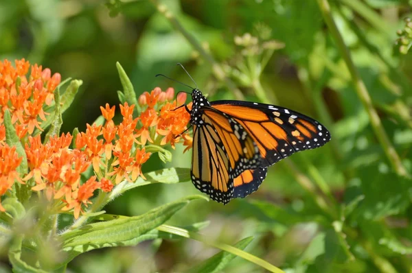 Monarca su Milkweed — Foto Stock