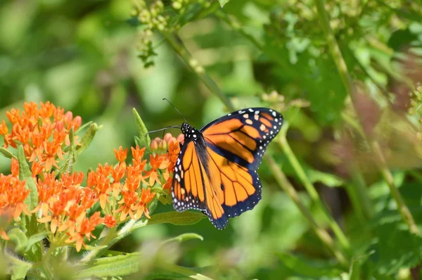 Monarca su Milkweed — Foto Stock