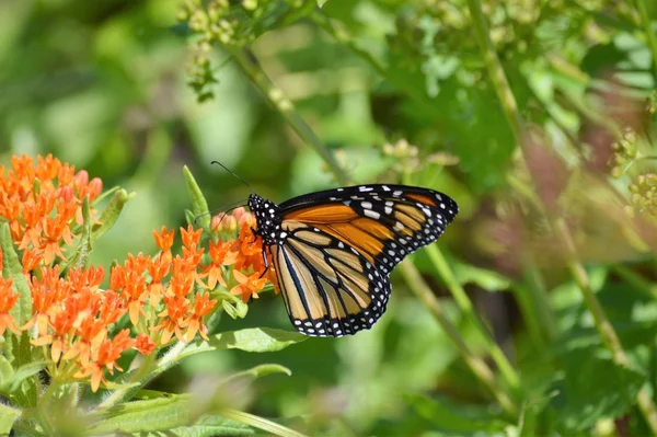 Monarca su Milkweed — Foto Stock