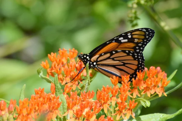 Monarca en Milkweed — Foto de Stock