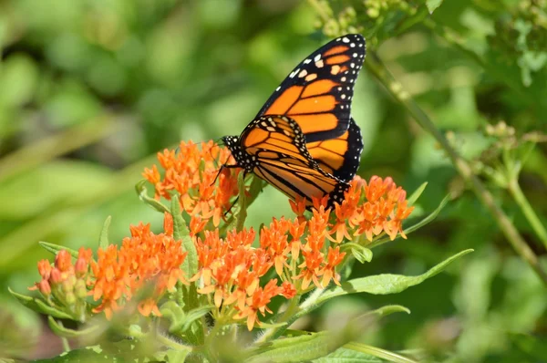 Monarca su Milkweed — Foto Stock