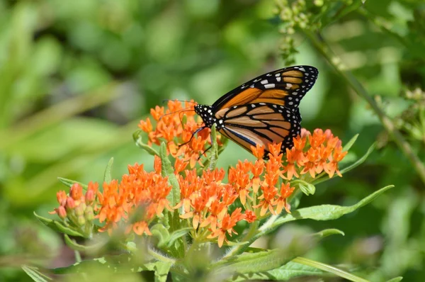 Monarca su Milkweed — Foto Stock