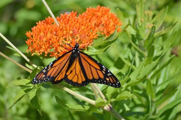 Monarca su Milkweed — Foto Stock