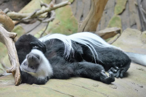 A Colobus Monkey — Stock Photo, Image