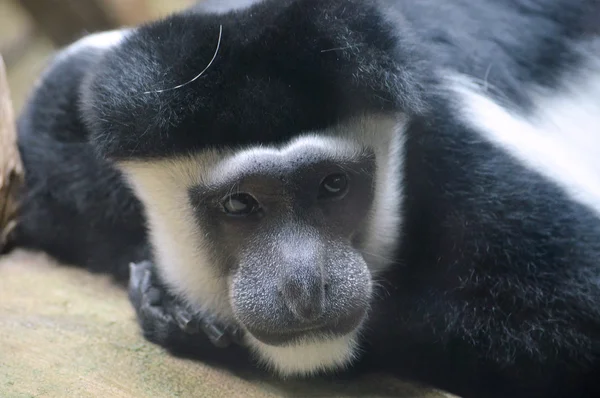 Un mono de Colobo — Foto de Stock