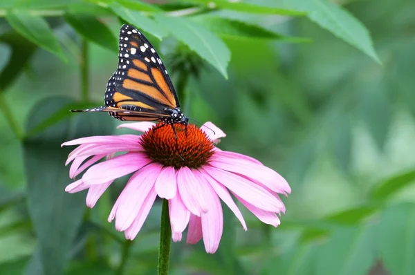 Papillon dans le jardin — Photo