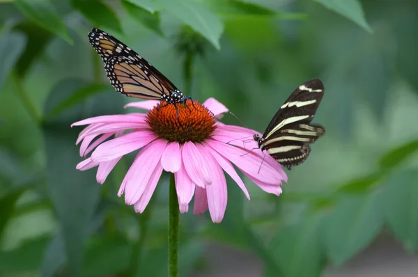 Papillon dans le jardin — Photo