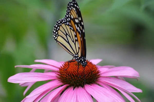 Farfalla in giardino — Foto Stock