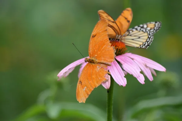 Borboleta no jardim — Fotografia de Stock