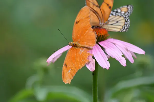 Borboleta no jardim — Fotografia de Stock