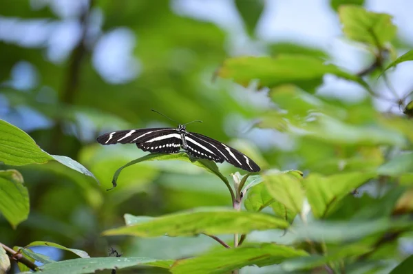 Borboleta no jardim — Fotografia de Stock