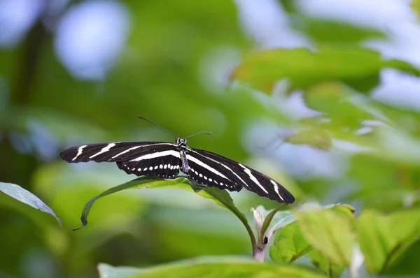 Papillon dans le jardin — Photo