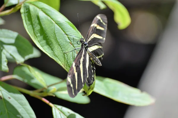 Бабочка в саду — стоковое фото