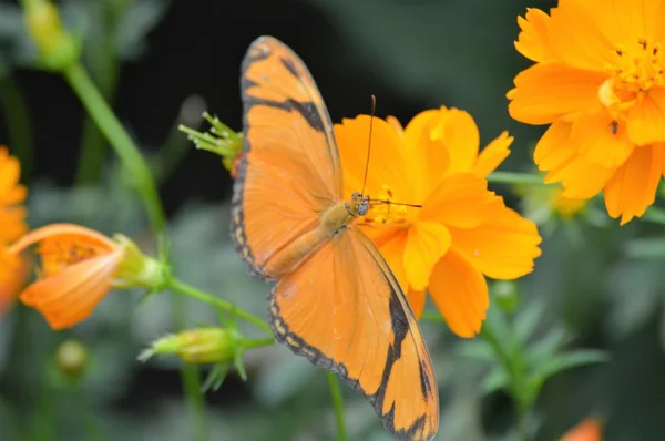 Borboleta no jardim — Fotografia de Stock