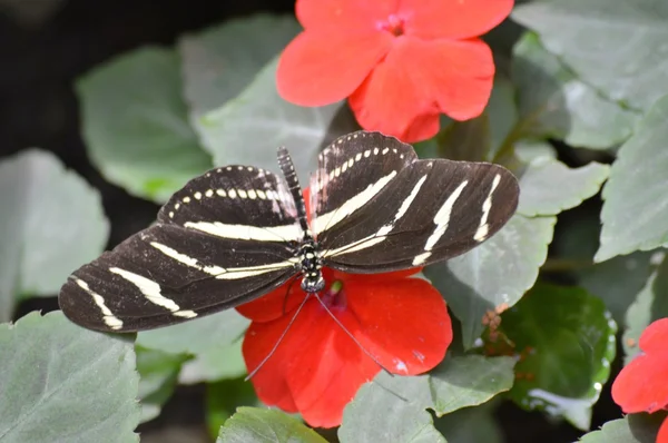 Papillon dans le jardin — Photo