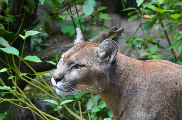 A Mountain Lion